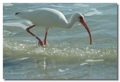 Florida 2009 (19)